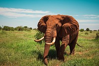 Tsavo national Park