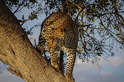 Big five cat