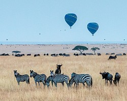 Masai Mara safari